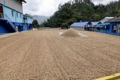 BRAZILIAN YELLOW BOURBON COFFEE BEANS ESPRESSO DARK ROASTED 2 POUNDS
