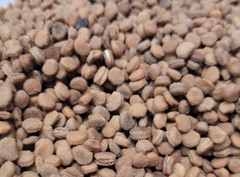 American Ginseng Seeds Stratified Panax quinquefolius