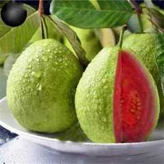 100 GIANT BANGKOK Red Guava Seeds (Psidium Guajava) Organic