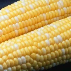 Peaches & Cream Sweet Corn Seeds Non-GMO 1/2 lb.