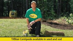 Tifblair Centipede Grass Seed (Certified) – Select Your Size