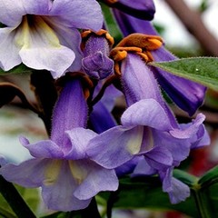 50 Royal Empress Tree Seeds “FASTEST GROWING TREE in the WORLD”