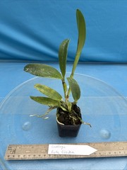 Cattleya Ruth Ciejka Pink White Yellow Amber Orchid Eros Hybrid 2” Pot
