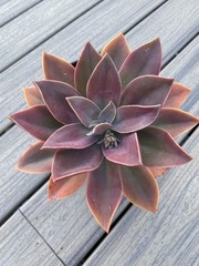 Rare Succulent Pink Graptoveria Dusty Easy Care Rooted Live Plant 3-Inch