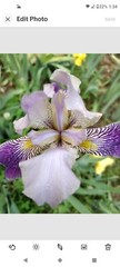 15 Iris Fresh Bearded Iris Rhizomes Mixed Varieties
