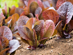 1000 RED ROMAINE ROMAINE LETTUCE SEEDS |2026 SALE FREE SHIPPING NON GMO HEIRLOOM