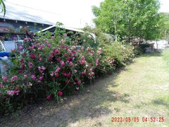 Peggy Martin Rose Cutting 12 fresh Cuttings
