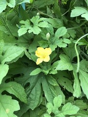 One Green Bitter Melon 10-14 days old Live Plant Edible Vegetable Vine