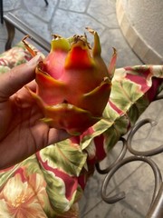 ULTRA RARE DRAGON FRUIT CUTTINGS – MULTIPLE VARIETIES – 8″ – 12: SIZE