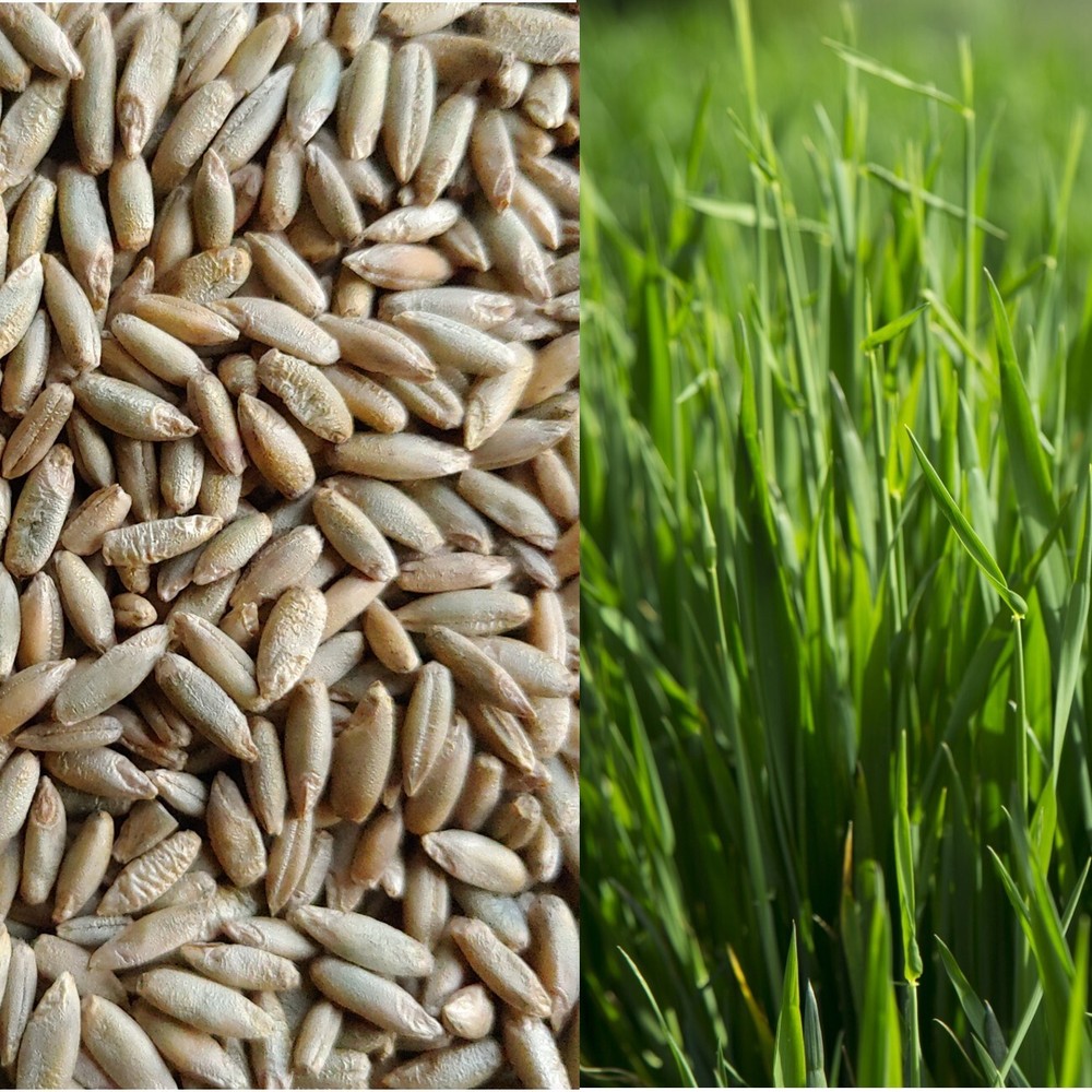 Annual Rye Grass 10 lbs Grass Seed Fast Growing Winter Fall Rye Grass FAST SHIP