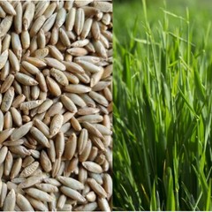 Annual Rye Grass 5.5 lbs Grass Seed Fast Growing Winter Fall Rye Grass FAST SHIP