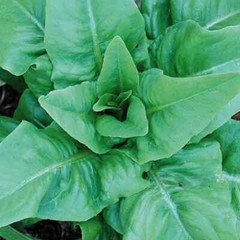 Amish Deer Tongue Leaf Lettuce Seeds, Matchless, NON-GMO, Heirloom, FREE SHIP