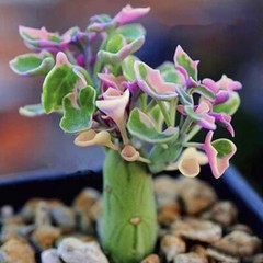 8CM Succulent Cactus Plant Senecio Articulatus Variegata Asteraceae Home Garden