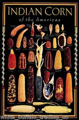 50 USDA Organic Mandan Bride Indian Corn mix USA colors heirloom Zea mays maize
