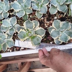 8CM Succulent Cactus Agave Plant Agave Isthmensis Variegated Home Garden Plant