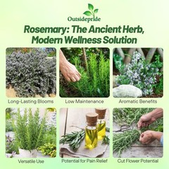 2000 Seeds Rosemary Seed For Planting – Rosemarinus Officinalis Herb Garden