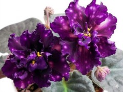 African Violet Plant AE Milky Way Starter Plant Standard