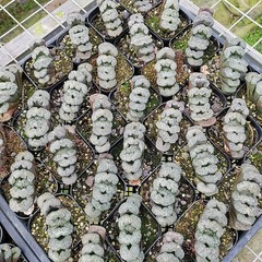 Haworthia Truncata Hybrid Succulent plants potted Home Garden Bonsai 6-8cm
