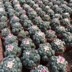 Succulent Cactus Plant Home Garden Decoration Beautiful Cactus Plants 6-8cm