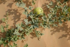 Citrullus colocynthis, Abu Jahls Melon – 10 Sementes