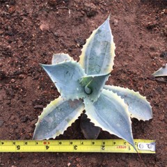 8CM Succulent Agave Plant Agave Parrasana Raiko Nishiki Variegated Home Garden