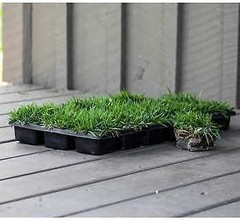 Zoysia Sod Plugs – Large 3″ x 3″ Plugs – Drought, Salt & Shade Tolerant Turf…
