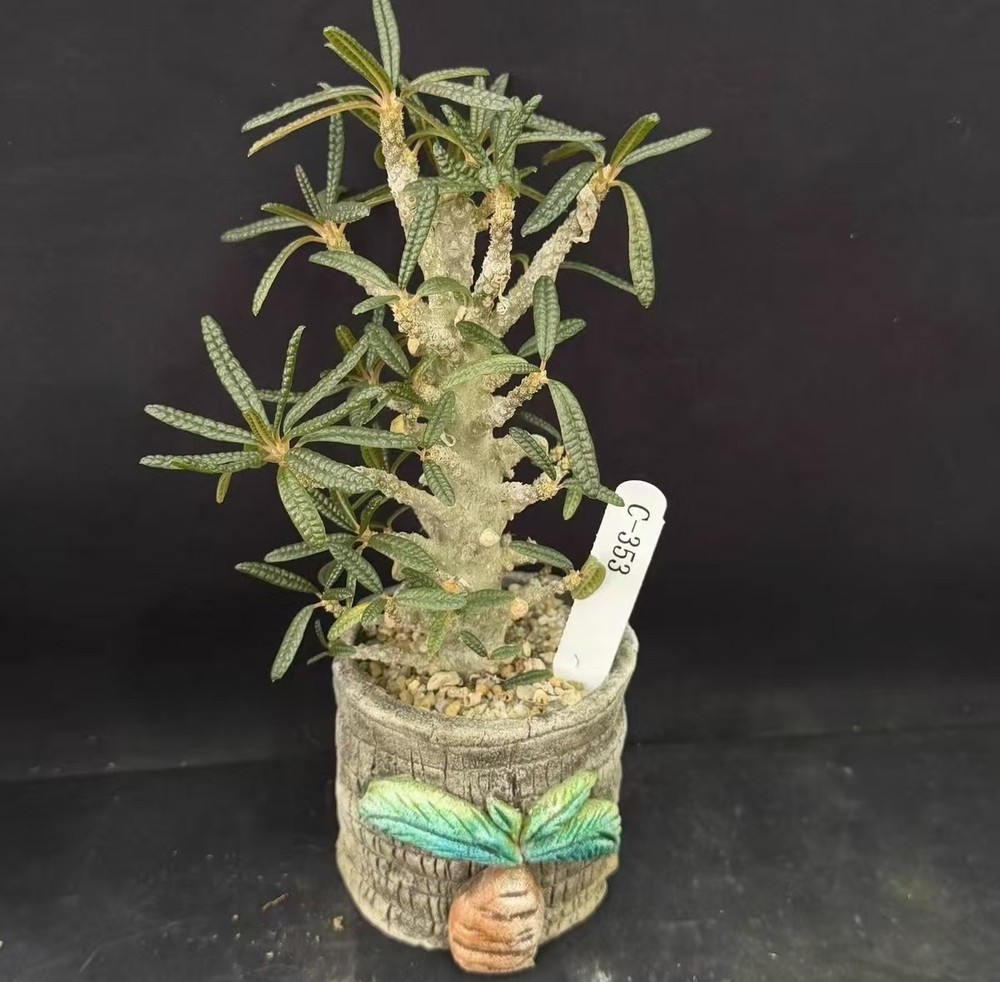 Pot 8cm Live House Plant Dorstenia gigas f. bullata WYSIWYG Own Root Boutique