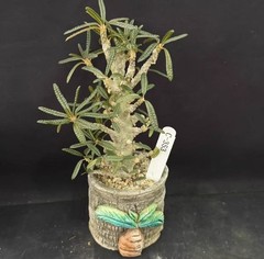 Pot 8cm Live House Plant Dorstenia gigas f. bullata WYSIWYG Own Root Boutique