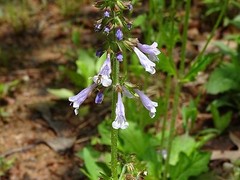Lyreleaf Sage Salvia Lyrata Native 300 seeds Fresh From 2023 for Hummingbirds