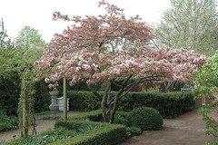 1 Zumi Crabapple, flowering fruit tree wildlife, .Zones 4-8. Pollinates other ap