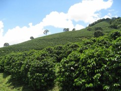 Coffee Beans : Guatemalan Antigua Peaberry Medium Roasted 2 Bags 1 Pound Each.