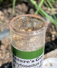 NaturesGoodGuys 25,000 Phytoseiulus Persimilis Predatory Spider Mites Control