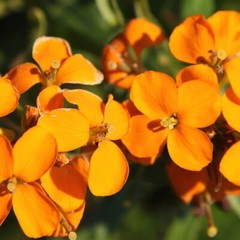 Wildflower Mix ALL PERENNIAL Heirloom Pollinator Garden USA Non-GMO 500+ Seeds!