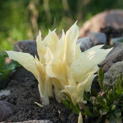 Hosta White Feather 3 Plant Roots, Bright Foliage in Shade Summer Blooms