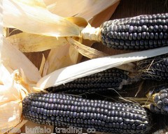 50 Hopi Blue Corn seeds heirloom non-GMO USA grown Zea mays Indian Oregon