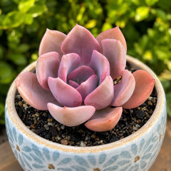 Rare Succulent Graptoveria Debbie Rooted Easy Care Pink Purple Live Plant 2.5″