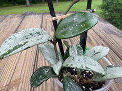 Hoya Wilbur Graves China Plant In 4” Pot