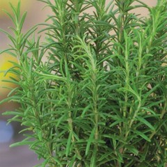 Rosemary Seeds, NON-GMO, Heirloom 50 seeds Free Shipping!