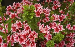 ~~MARDI GRAS~~Azalea Rhododendron Deciduous Starter Plant~~RED & WHITE BI-COLOR~