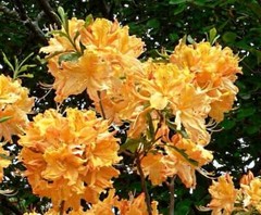 GOLDEN LIGHTS~~Azalea Rhododendron~Well Rooted Starter Plant~MAY BE DORMANT!