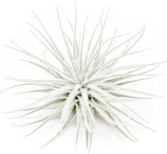 Tectorum Ecuador Air Plant – Multiple Sizes, Easy Care Indoor/Outdoor Decor