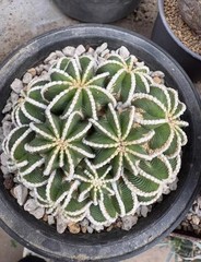 8cm RareSucculent Plant A·hintonii Rootless WYSIWYG Boutique