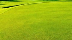 Creeping Bentgrass Seed 40,000 seeds