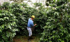 COLOMBIAN SUPREMO COFFEE BEANS DARK ROASTED 2 POUNDS