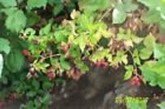 Prime Ark Thorn less Blackberry Un-Rooted cutting 6″ long 5 count
