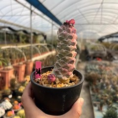 8CM Succulent Cactus Plant Monadenium Ritchiei Nyambense Variegated Cactaceae