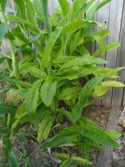 Alpinia GALANGA Greater Galangal 1 Live Plant Soiled Fresh Rooted Rhizome Herb