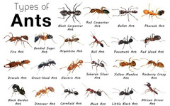 12 Count Bag Advion Ant Bait Arena Stations Pest Control Syngenta ANTS