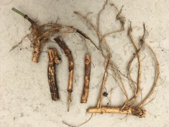 Start Next Year’s Crop Today. 3 Organic Cascade Hop Rhizomes, $22.00