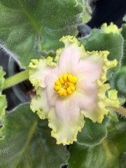 African Violet Plant EK Nartissovyj Blyuz – Narcissus Blues Big Starter